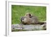 Woodchuck (Marmota monax) adult, carrying young on back, Minnesota, USA-Jurgen & Christine Sohns-Framed Photographic Print