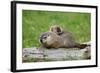 Woodchuck (Marmota monax) adult, carrying young on back, Minnesota, USA-Jurgen & Christine Sohns-Framed Photographic Print