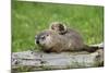 Woodchuck (Marmota monax) adult, carrying young on back, Minnesota, USA-Jurgen & Christine Sohns-Mounted Photographic Print
