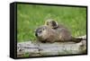 Woodchuck (Marmota monax) adult, carrying young on back, Minnesota, USA-Jurgen & Christine Sohns-Framed Stretched Canvas