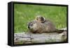 Woodchuck (Marmota monax) adult, carrying young on back, Minnesota, USA-Jurgen & Christine Sohns-Framed Stretched Canvas