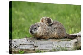 Woodchuck (Marmota monax) adult, carrying young on back, Minnesota, USA-Jurgen & Christine Sohns-Stretched Canvas