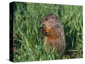 Woodchuck, Minnesota, USA-Lynn M. Stone-Stretched Canvas