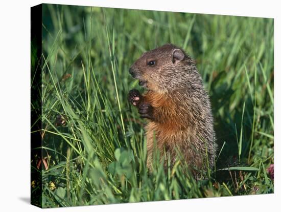 Woodchuck, Minnesota, USA-Lynn M. Stone-Stretched Canvas