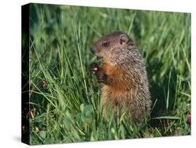 Woodchuck, Minnesota, USA-Lynn M. Stone-Stretched Canvas