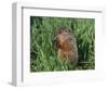 Woodchuck, Minnesota, USA-Lynn M. Stone-Framed Premium Photographic Print