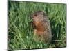 Woodchuck, Minnesota, USA-Lynn M. Stone-Mounted Premium Photographic Print