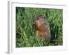 Woodchuck, Minnesota, USA-Lynn M. Stone-Framed Photographic Print