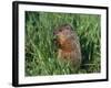 Woodchuck, Minnesota, USA-Lynn M. Stone-Framed Photographic Print