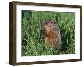 Woodchuck, Minnesota, USA-Lynn M. Stone-Framed Photographic Print