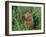 Woodchuck, Minnesota, USA-Lynn M. Stone-Framed Photographic Print