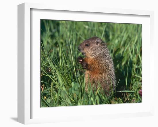 Woodchuck, Minnesota, USA-Lynn M. Stone-Framed Photographic Print