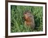 Woodchuck, Minnesota, USA-Lynn M. Stone-Framed Photographic Print