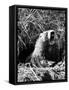 Woodchuck Standing on Hind Legs in Midst of Dense Foliage with Mouth Open and Showing Teeth-Andreas Feininger-Framed Stretched Canvas