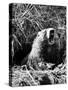 Woodchuck Standing on Hind Legs in Midst of Dense Foliage with Mouth Open and Showing Teeth-Andreas Feininger-Stretched Canvas