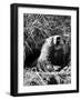 Woodchuck Standing on Hind Legs in Midst of Dense Foliage with Mouth Open and Showing Teeth-Andreas Feininger-Framed Photographic Print