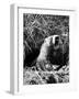 Woodchuck Standing on Hind Legs in Midst of Dense Foliage with Mouth Open and Showing Teeth-Andreas Feininger-Framed Photographic Print