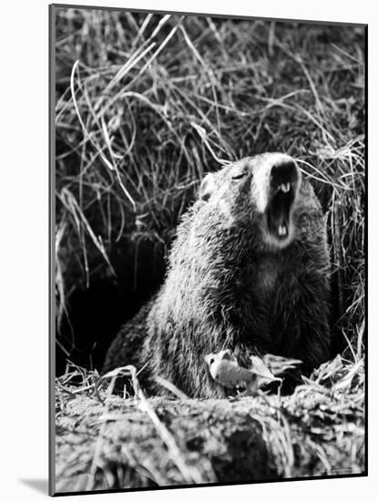 Woodchuck Standing on Hind Legs in Midst of Dense Foliage with Mouth Open and Showing Teeth-Andreas Feininger-Mounted Photographic Print