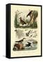 Woodcock, 1833-39-null-Framed Stretched Canvas