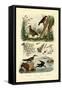 Woodcock, 1833-39-null-Framed Stretched Canvas
