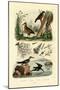 Woodcock, 1833-39-null-Mounted Giclee Print