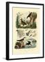 Woodcock, 1833-39-null-Framed Giclee Print