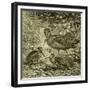 Woodcock Austria 1891-null-Framed Giclee Print