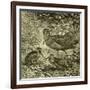 Woodcock Austria 1891-null-Framed Giclee Print