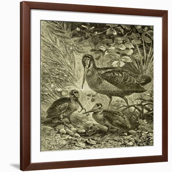 Woodcock Austria 1891-null-Framed Giclee Print