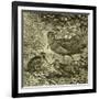 Woodcock Austria 1891-null-Framed Giclee Print