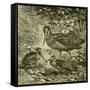 Woodcock Austria 1891-null-Framed Stretched Canvas