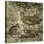 Woodcock Austria 1891-null-Stretched Canvas