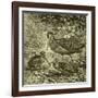 Woodcock Austria 1891-null-Framed Giclee Print