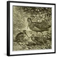 Woodcock Austria 1891-null-Framed Giclee Print