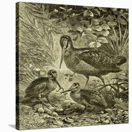 Woodcock Austria 1891-null-Stretched Canvas