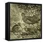 Woodcock Austria 1891-null-Framed Stretched Canvas