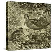 Woodcock Austria 1891-null-Stretched Canvas