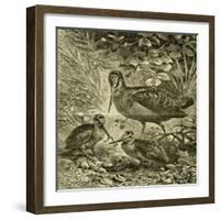 Woodcock Austria 1891-null-Framed Giclee Print