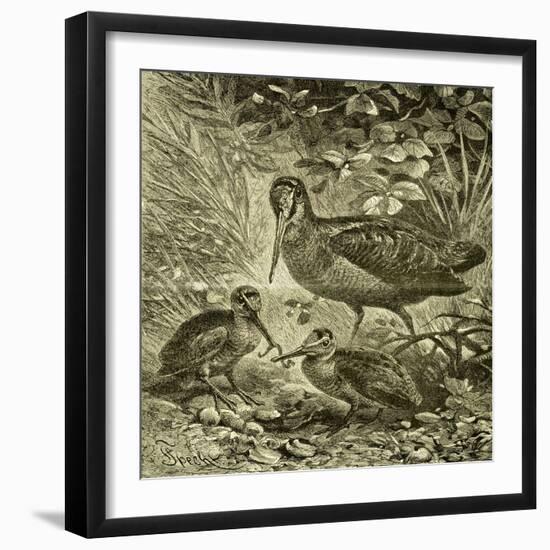 Woodcock Austria 1891-null-Framed Giclee Print