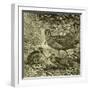 Woodcock Austria 1891-null-Framed Giclee Print