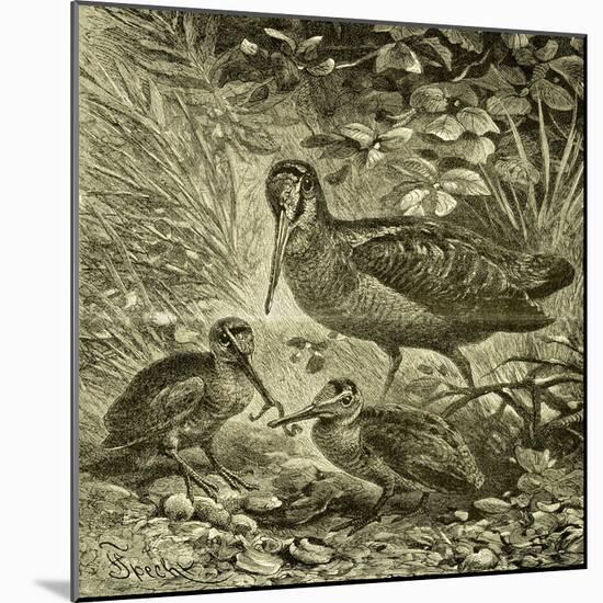 Woodcock Austria 1891-null-Mounted Giclee Print