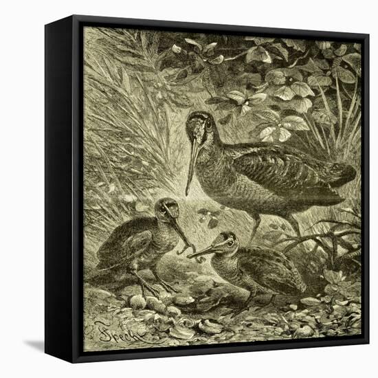 Woodcock Austria 1891-null-Framed Stretched Canvas