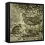 Woodcock Austria 1891-null-Framed Stretched Canvas