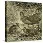 Woodcock Austria 1891-null-Stretched Canvas