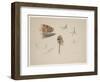 Woodcock Beak, Feet and Wing, C.1915 (W/C & Bodycolour over Pencil on Paper)-Archibald Thorburn-Framed Giclee Print