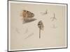 Woodcock Beak, Feet and Wing, C.1915 (W/C & Bodycolour over Pencil on Paper)-Archibald Thorburn-Mounted Giclee Print