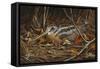 Woodcock in Hiding-Wilhelm Goebel-Framed Stretched Canvas