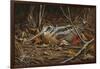 Woodcock in Hiding-Wilhelm Goebel-Framed Giclee Print