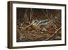 Woodcock in Hiding-Wilhelm Goebel-Framed Giclee Print