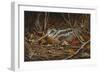 Woodcock in Hiding-Wilhelm Goebel-Framed Giclee Print